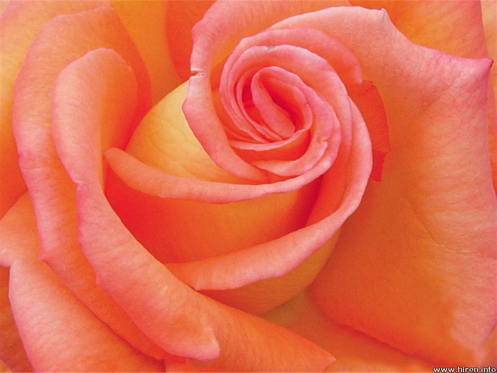 wallpaper: Next Rosa Pink Wallpaper